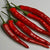 Hot Pepper - Cayenne Long Red Thin - Sow True Seed