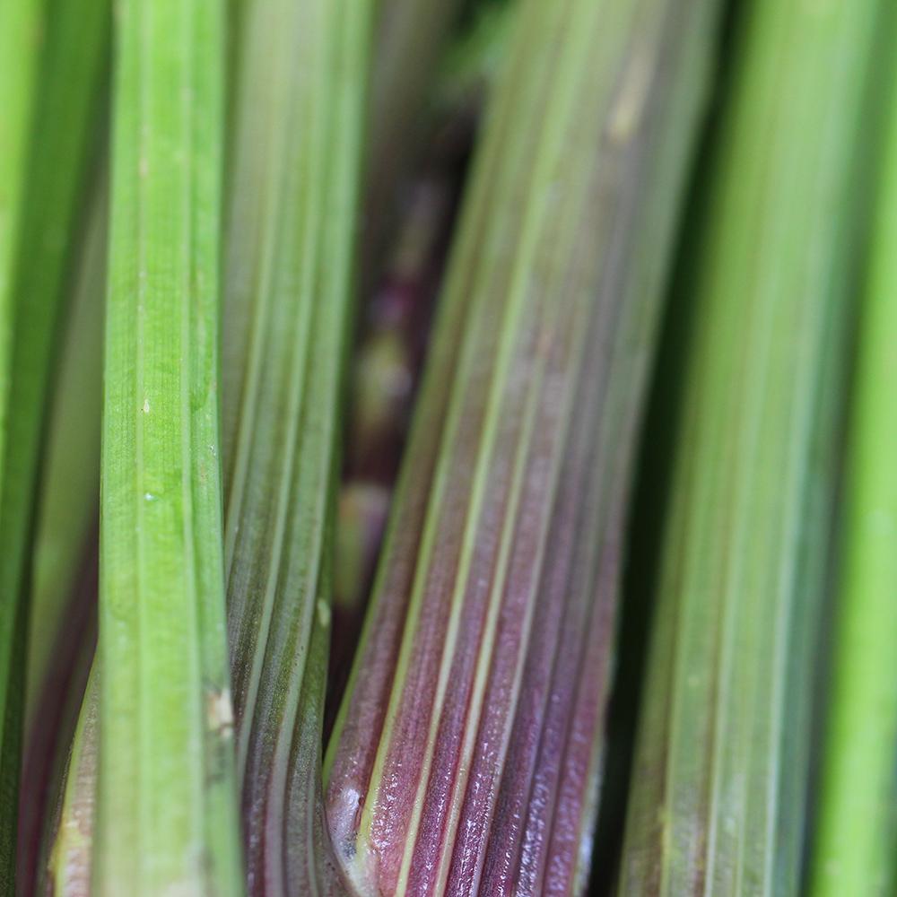 Celery Seeds  - Peppermint Stick, ORGANIC - Sow True Seed