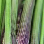 Celery Seeds  - Peppermint Stick, ORGANIC - Sow True Seed