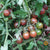 Cherry Tomato Seeds - Brown Berry - Sow True Seed