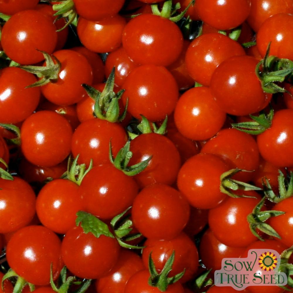 Cherry Tomato Seeds - Cherry Sweetie, ORGANIC - Sow True Seed