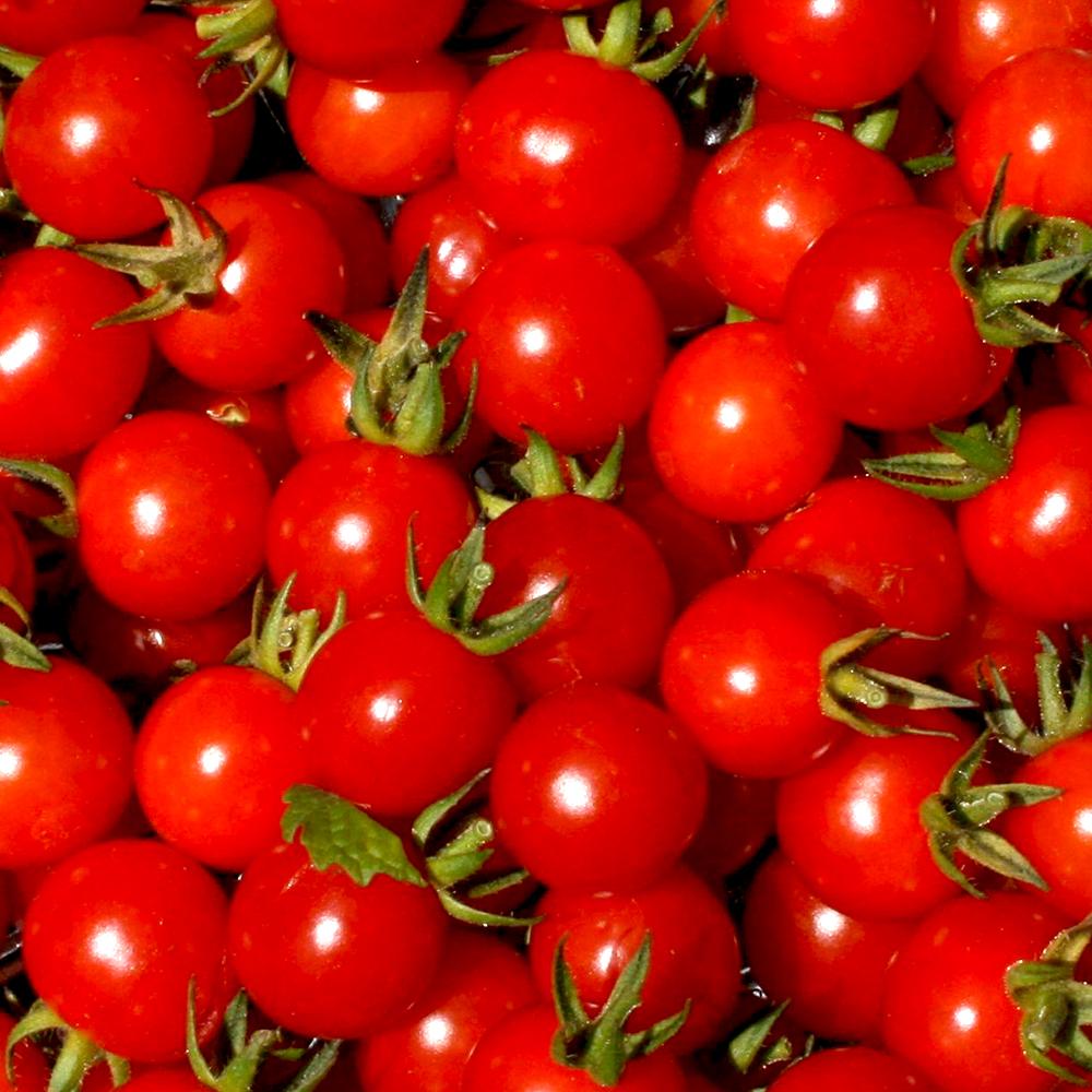 Cherry Tomato Seeds - Tiny Tim, ORGANIC - Sow True Seed