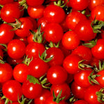 Cherry Tomato Seeds - Tiny Tim, ORGANIC - Sow True Seed