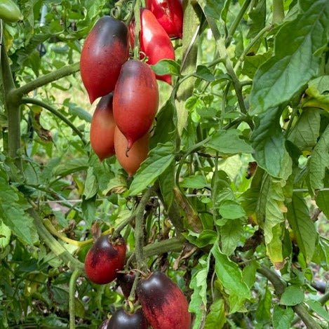 rosada cherry tomato seeds Foxfire Pink Cherry Tomato Seeds | Sow True Seed