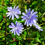 Chicory Seed - Sow True Seed