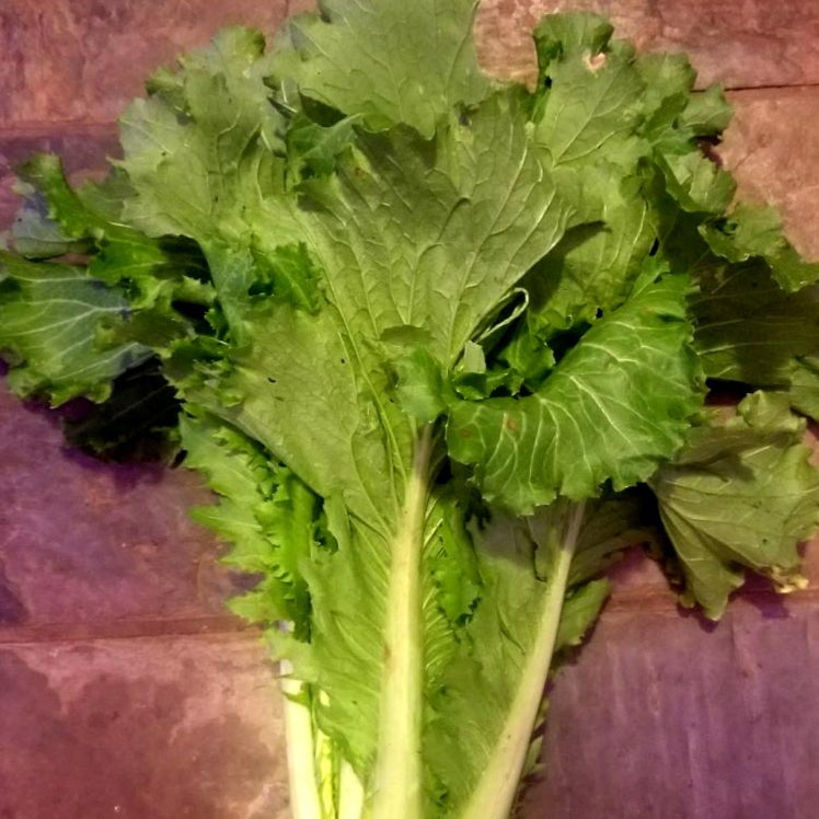 Chinese Cabbage Seeds - Michihli - Sow True Seed