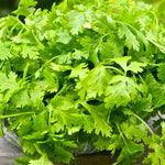 Cilantro Seed, Slo-Bolting - Sow True Seed