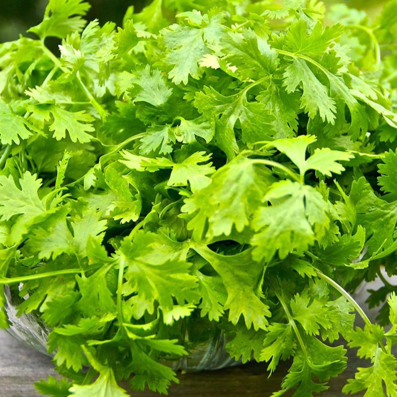 Cilantro Seed, Slo-Bolting - Sow True Seed