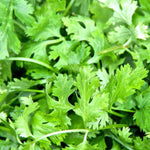 Cilantro Seed, ORGANIC - Sow True Seed