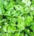 Cilantro Seed, ORGANIC - Sow True Seed