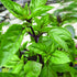 Basil Seeds, Cinnamon