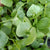 Claytonia - Miner's Lettuce - Sow True Seed