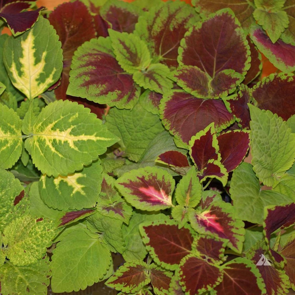Coleus Seeds - Rainbow Mix - Sow True Seed