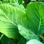 Collard Seeds - Champion - Sow True Seed