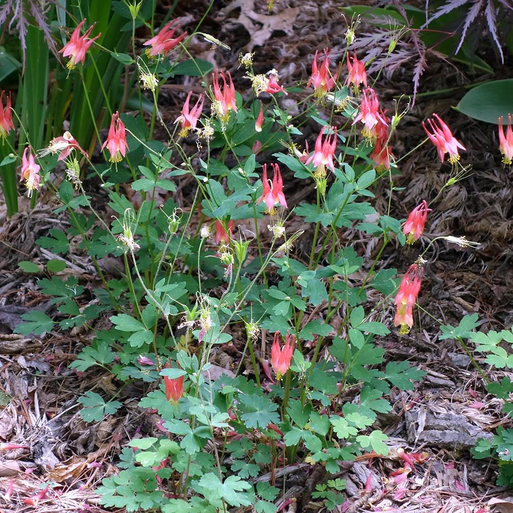 Columbine Seeds - Eastern Columbine - Sow True Seed