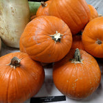 Pumpkin - Connecticut Field - Sow True Seed