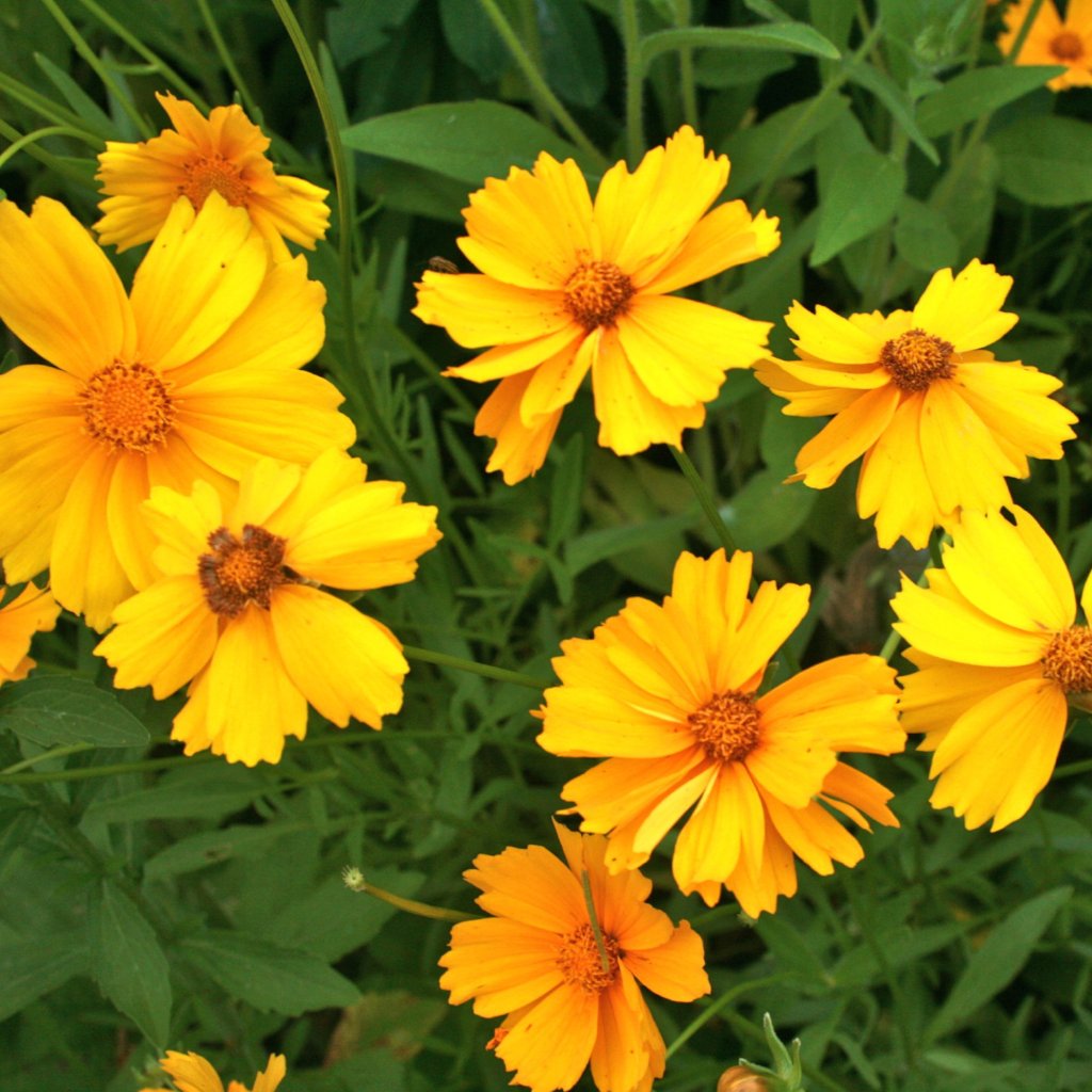 Coreopsis Seed - Lance Leaf - Sow True Seed