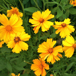 Coreopsis Seed - Lance Leaf - Sow True Seed