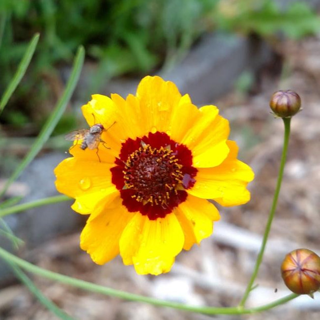 plant coreopsis seeds Tall Plains Coreopsis Seeds