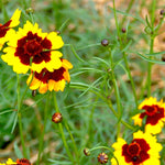 Coreopsis Seeds - Tall Plains - Sow True Seed