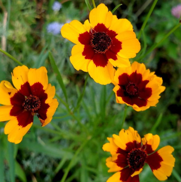 Coreopsis Seeds - Tall Plains - Sow True Seed