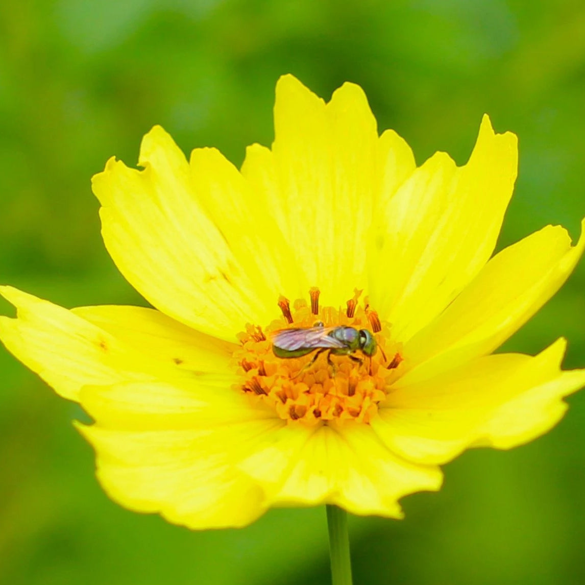 Coreopsis Seed - Lance Leaf - Sow True Seed