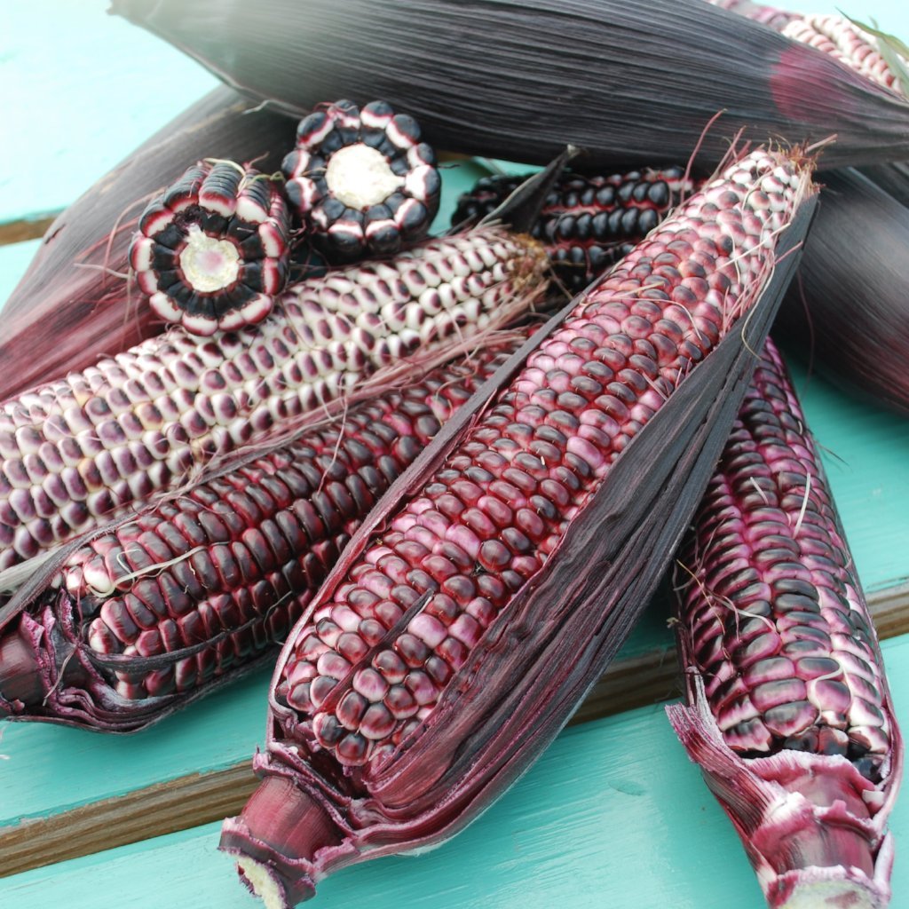 Sweet Corn - Double Red, Organic - Sow True Seed