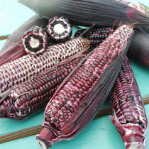 Sweet Corn - Double Red, Organic - Sow True Seed