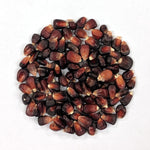 Dent Corn - Bloody Butcher - Sow True Seed