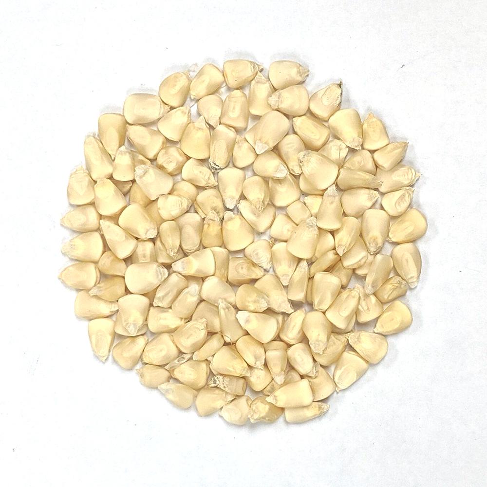 Dent Corn- Cocke's Prolific - Sow True Seed