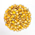 Dent Corn Seeds - Hickory King Yellow