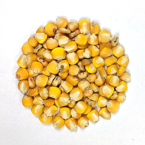 Corn_Dent_Hickory_King_Yellow_