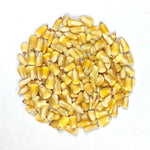 Dent Corn - Pencil Cobb - Sow True Seed