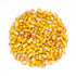 Dent Corn Seeds - Reid's Yellow