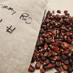 Dent Corn Seeds - Jimmy Red - Sow True Seed