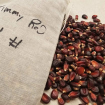 Dent Corn Seeds - Jimmy Red - Sow True Seed