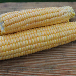 Sweet Corn - Golden Bantam 12-Row Improved - Sow True Seed