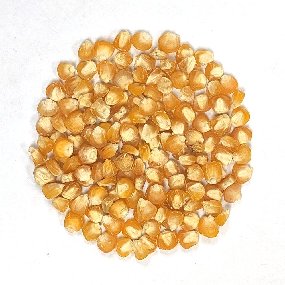 Sweet Corn - Golden Bantam 12-Row Improved - Sow True Seed