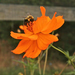 Cosmos Seeds - Bright Lights - Sow True Seed