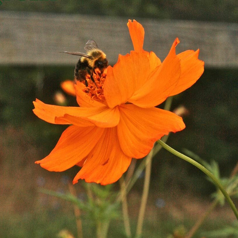 Cosmos Seeds - Bright Lights - Sow True Seed