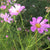 Cosmos Seeds - Seashell Mix - Sow True Seed