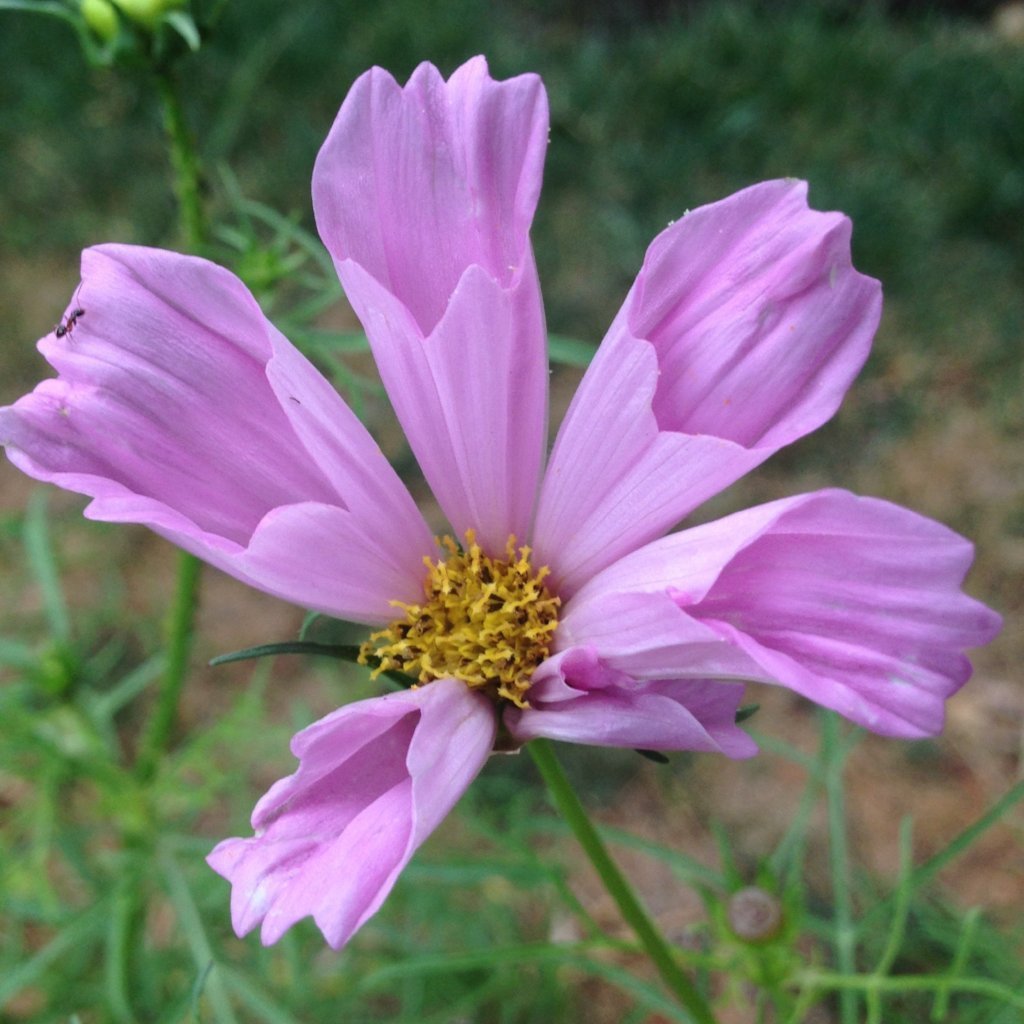 Cosmos Seeds - Seashell Mix - Sow True Seed