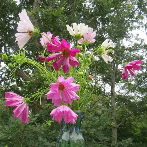 Cosmos Seashells Mix Seed - Stillwater Flowers Cosmos Seashells Mix Seed - Stillwater Flowers