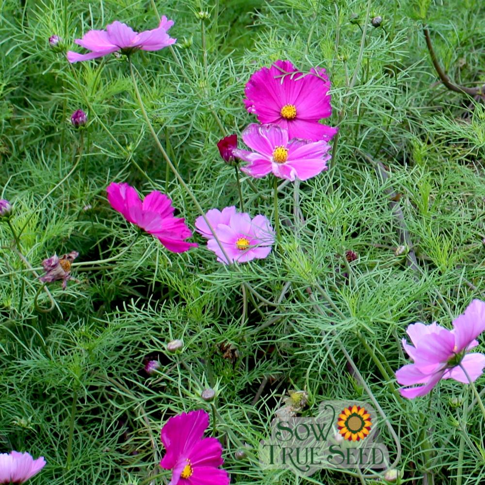 Cosmos Seeds - Sensation Mix - Sow True Seed