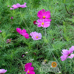 Cosmos Seeds - Sensation Mix - Sow True Seed