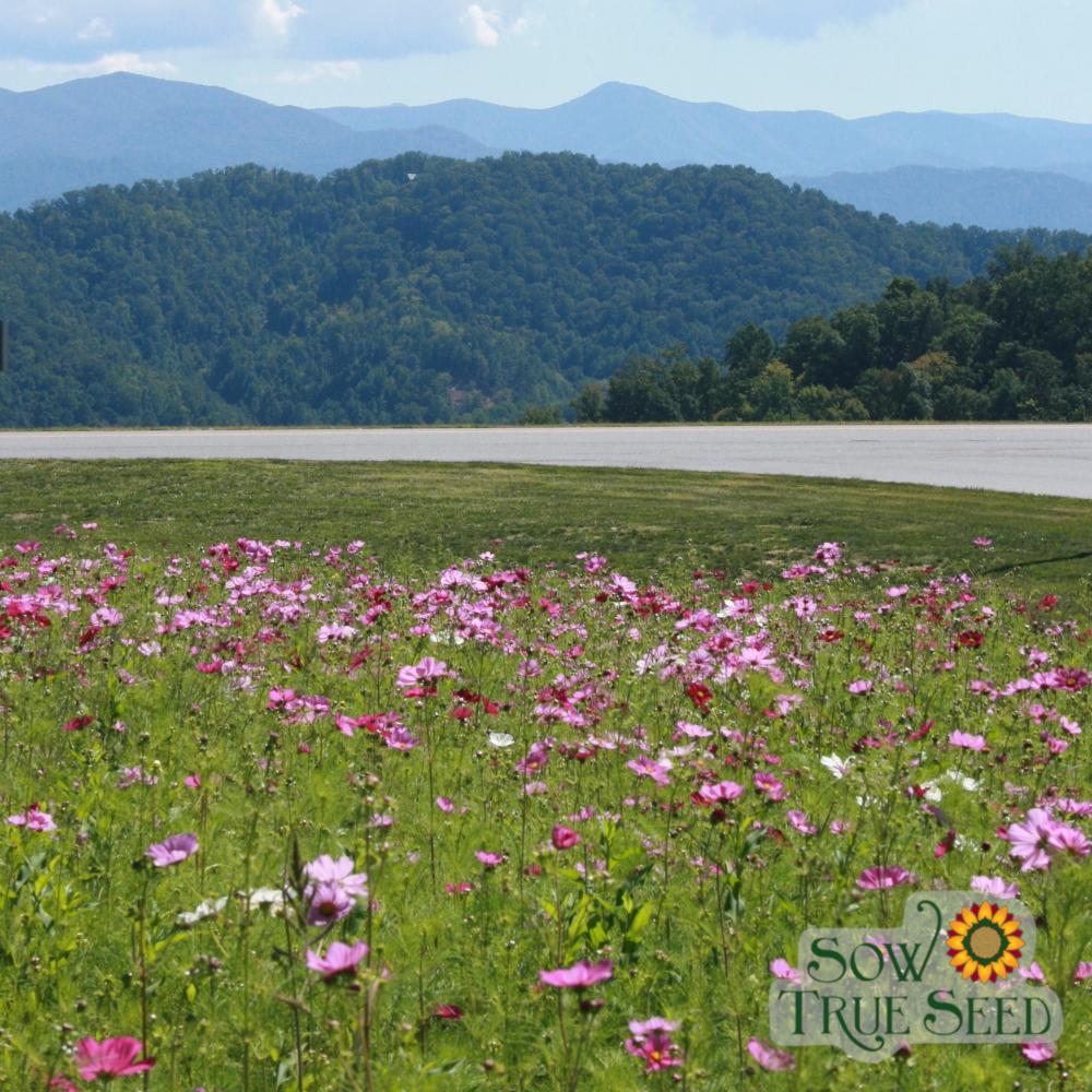 Cosmos Seeds - Sensation Mix - Sow True Seed