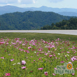 Cosmos Seeds - Sensation Mix - Sow True Seed