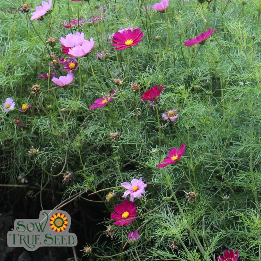 Cosmos Seeds - Sensation Mix - Sow True Seed