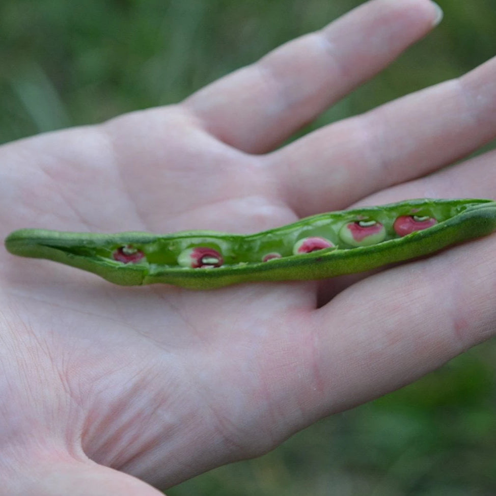 Southern Pea Seeds- Ham & Gravy - Sow True Seed