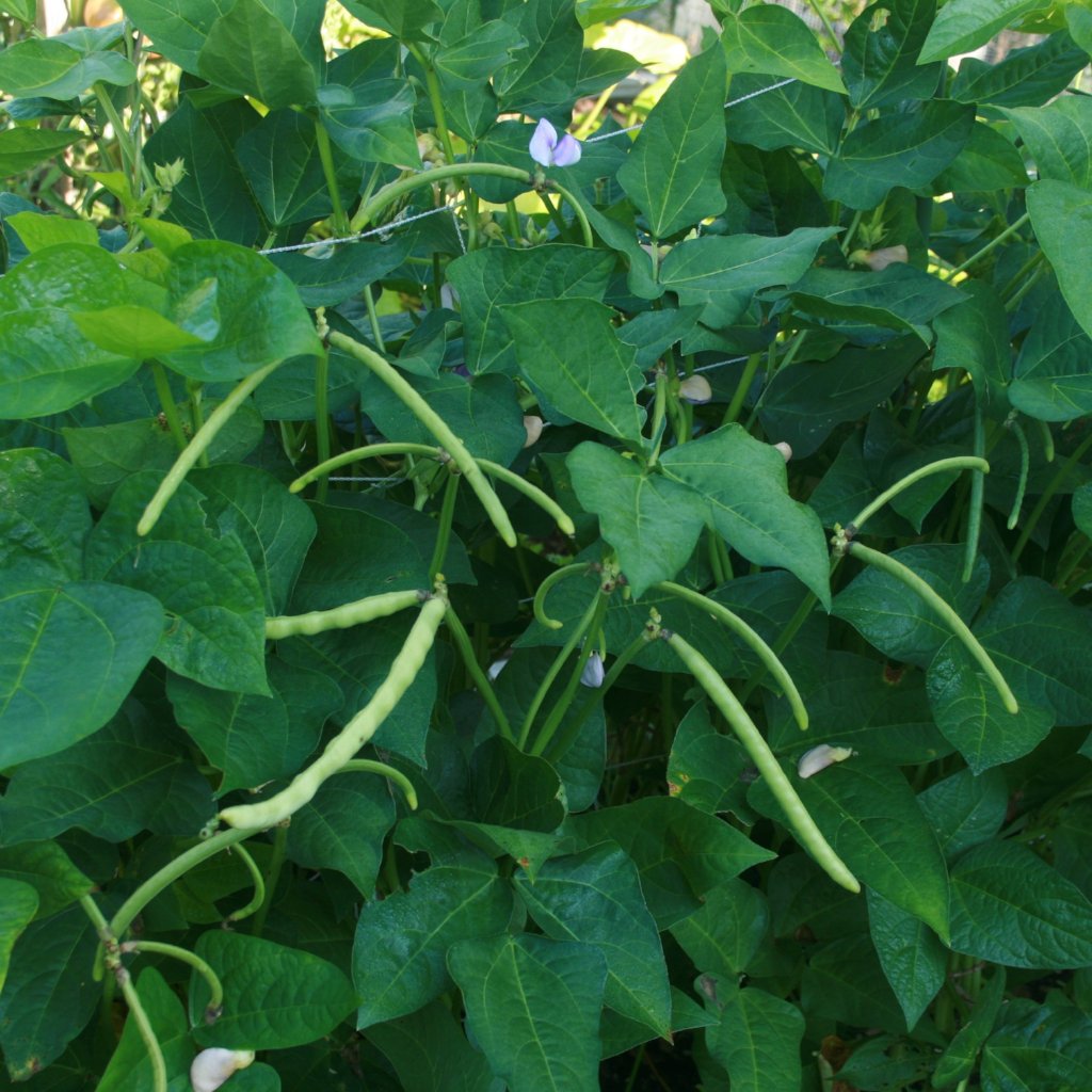 Southern Pea Seeds - Mississippi Silver - Sow True Seed